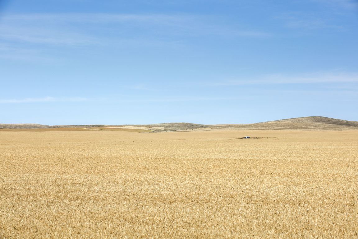 Wheat crops running to the horizon under a clear sky near Burra